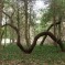 Seagirt Tree Monster