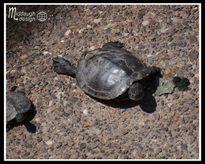 Turtles-New-Hope-May-2015-01