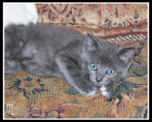 Chateau Woo Woo 6-21-15 and new gray kitty-06