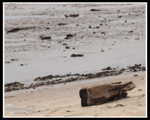 2-20-16 Manasquan Dog Beach-06