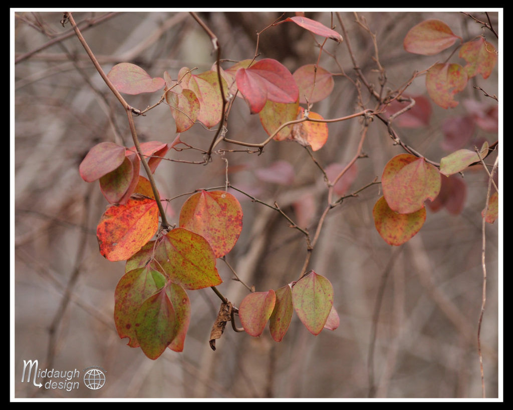 1-1-16-New-Hope-and-Lambertville-Walk-to-Stockton-14