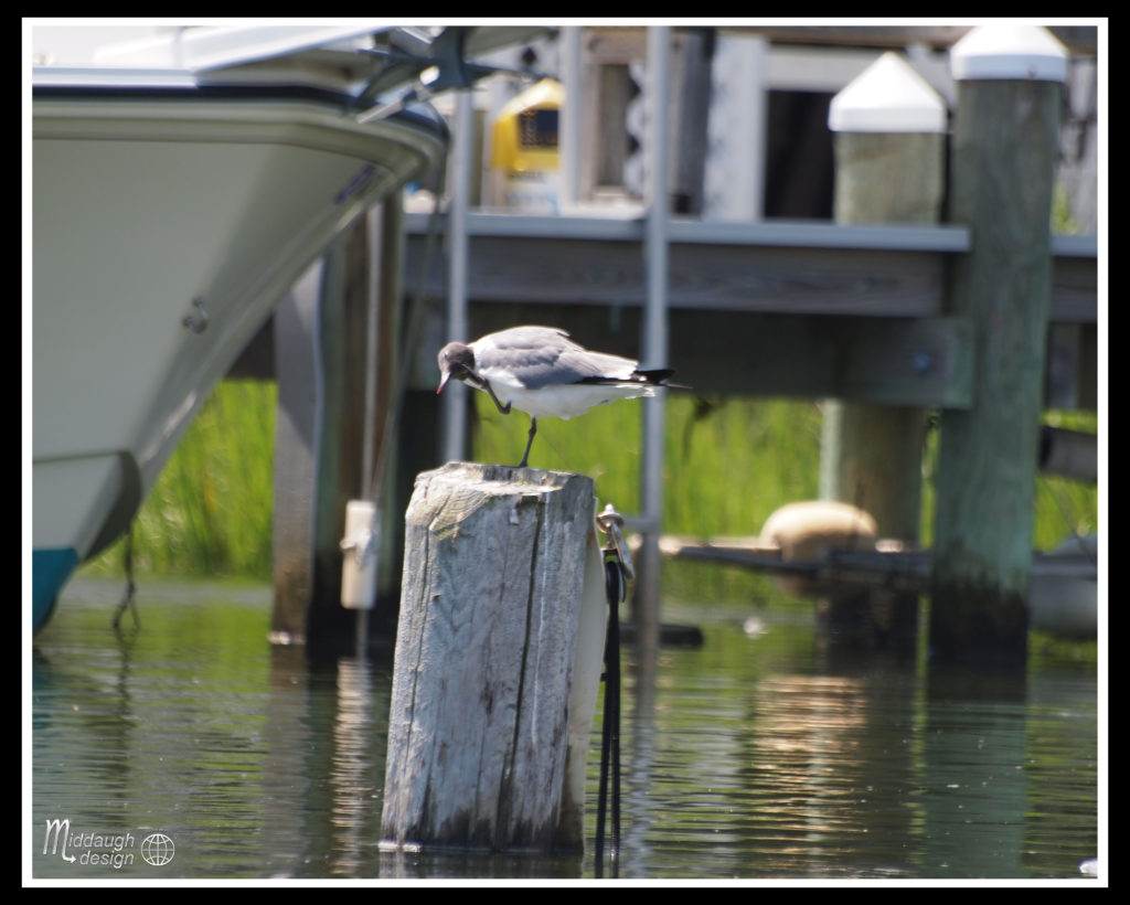Manasquan-On-The-SS-Barnacle-7-24-16-05