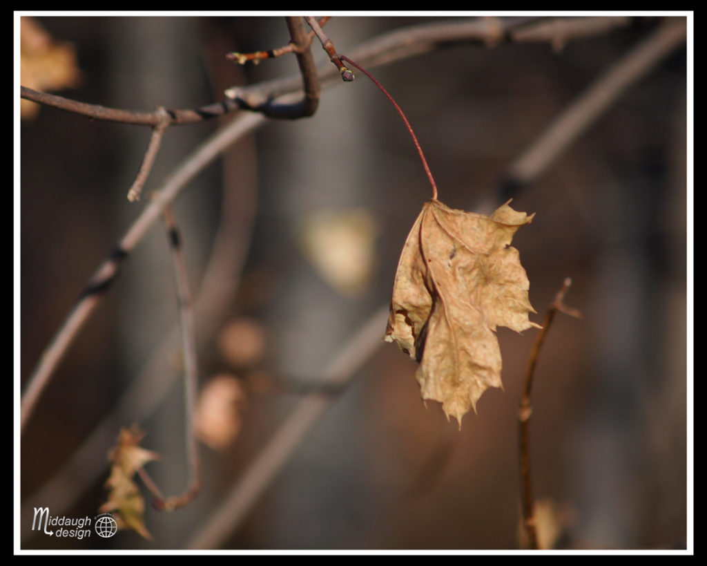 brattleboro-wilmington-vt-11-12-13-16-31